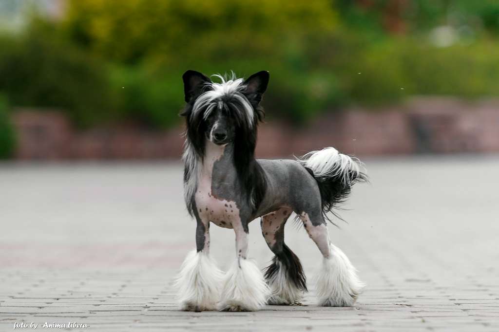 Queen Of My Heart Planet Of Dream