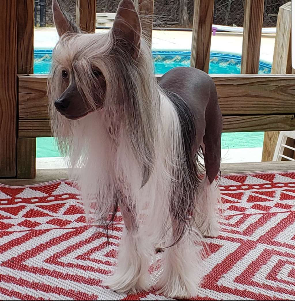 Angel Wings Put A Little Love In Your Heart