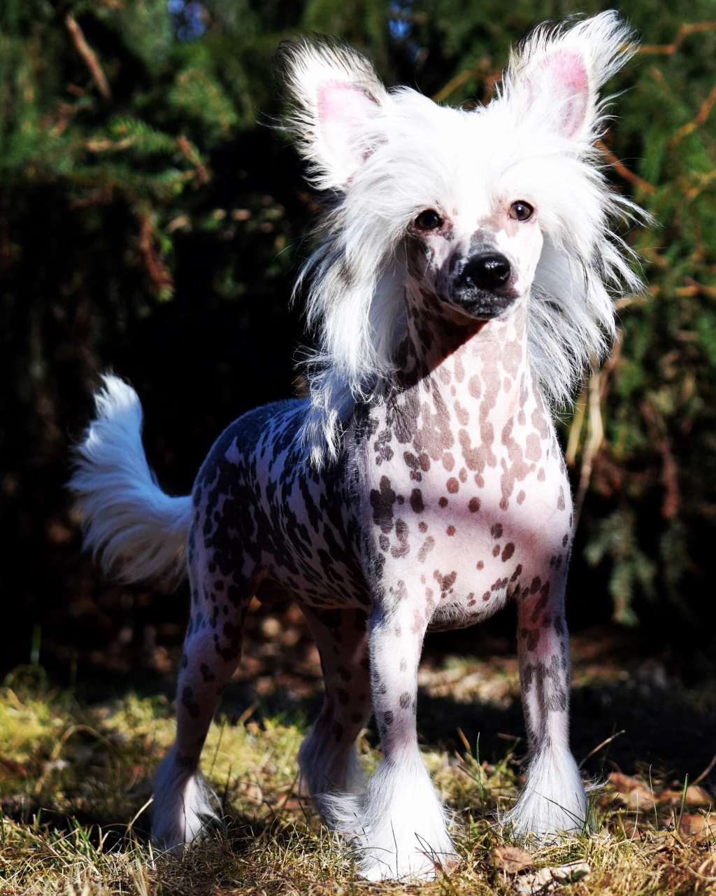 Artic Flyer's Xo Xo Lover Boy