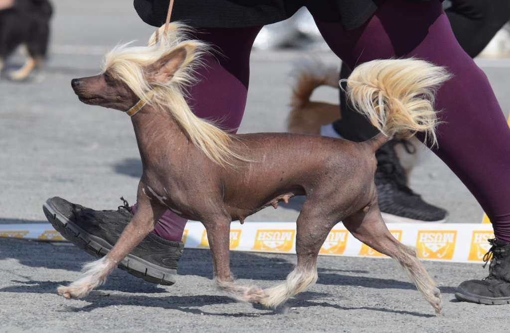 Artic Flyer's Wild Winter Rose