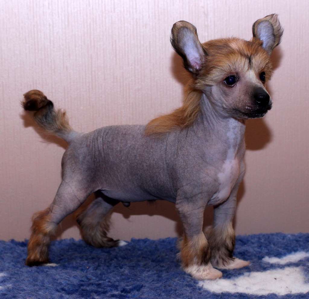 Artic Flyer's Whiskey Lullaby