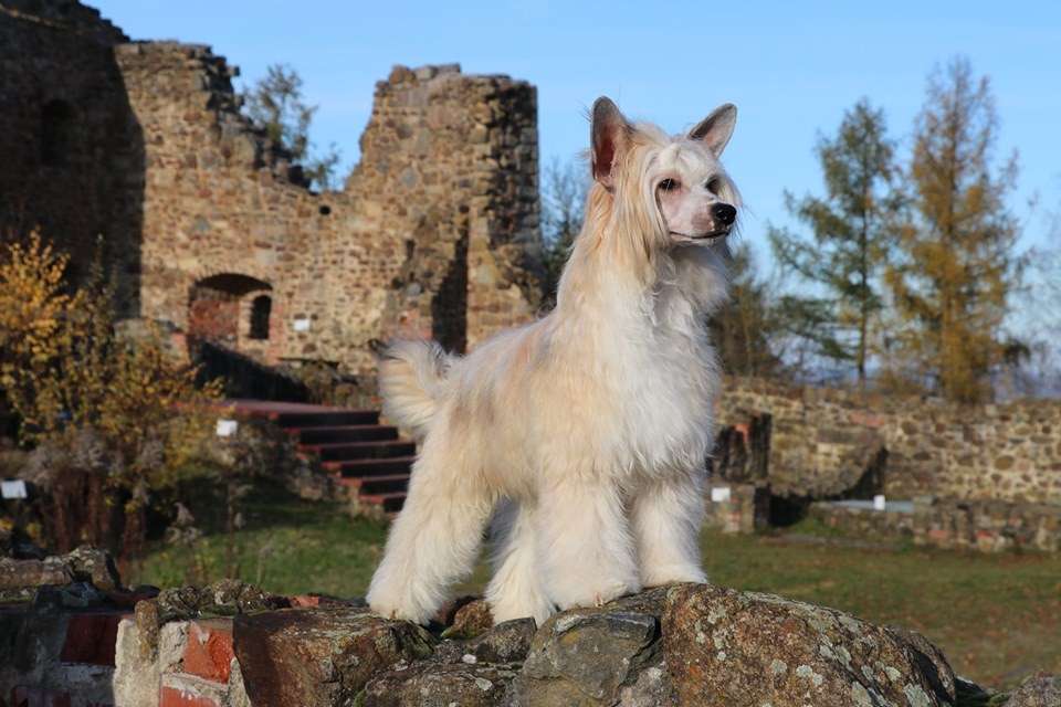 Dreamer Princes de la Roses