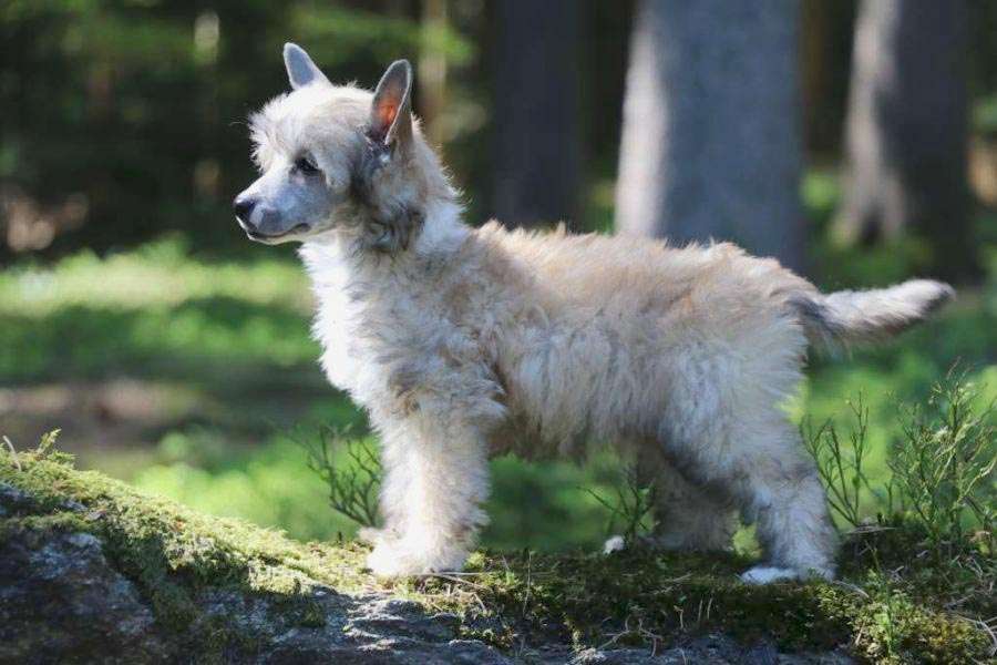 Dancing In The Moonlight Princes de la Roses