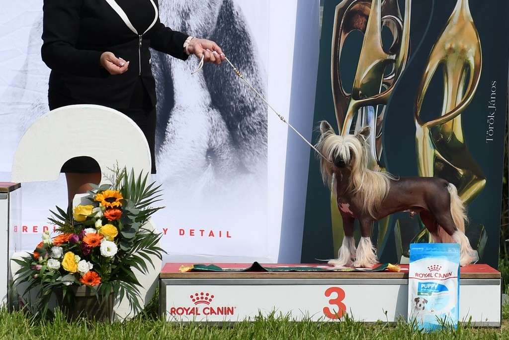 C.I.B. Marianna & Mark's Dream Alluring Avicii