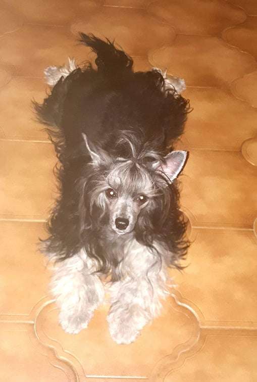 Bingwa's Blossom Vanda Happiness Luck