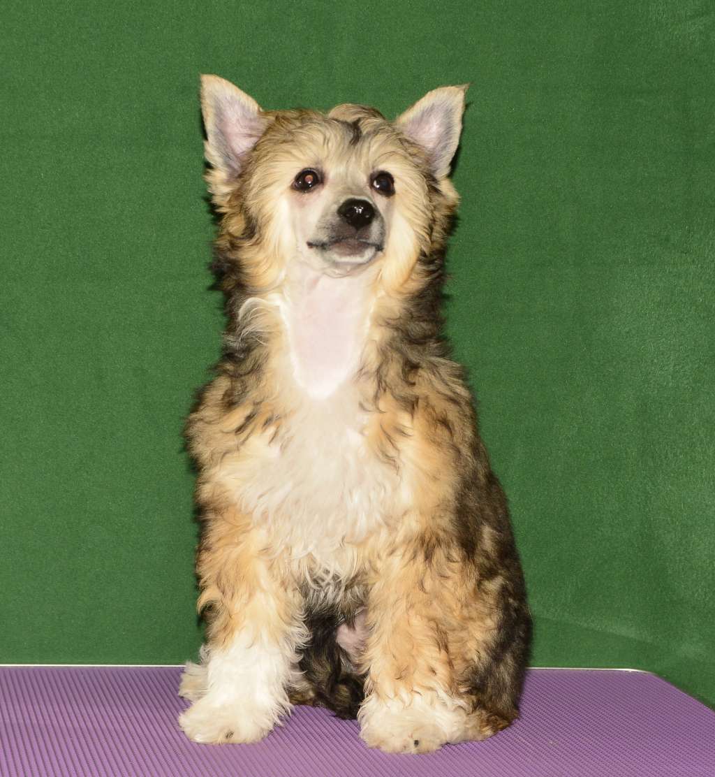 Sapfir iz Tsarskogo Sela Bayadera Esha