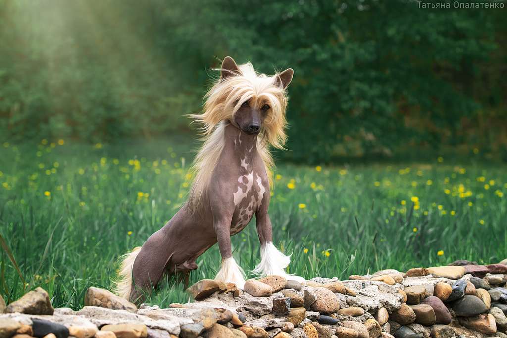 Sapfir iz Tsarskogo Sela Benefis