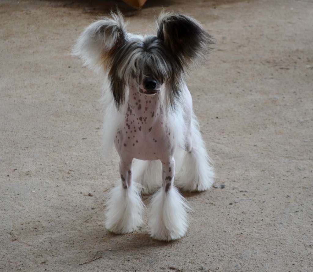 Etno Spirit Here I Am