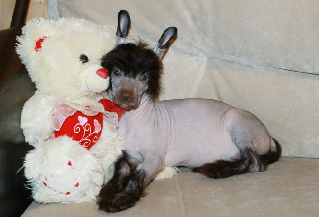 Almaz Udachi Sherlok