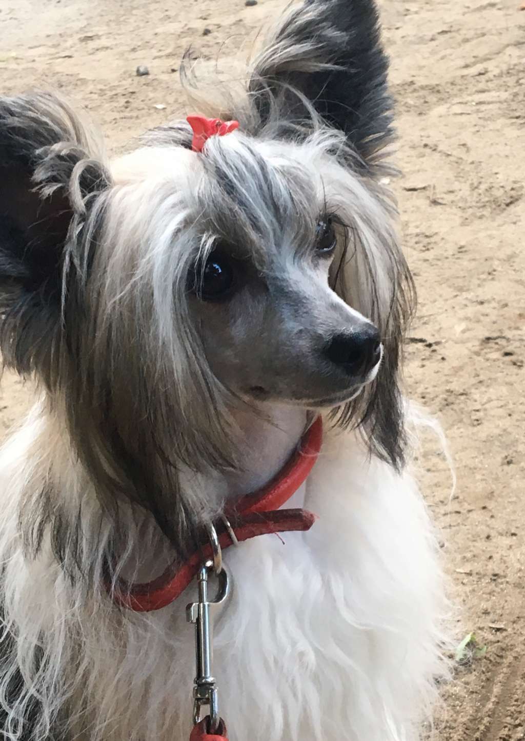 Butterfly Natalexx Life