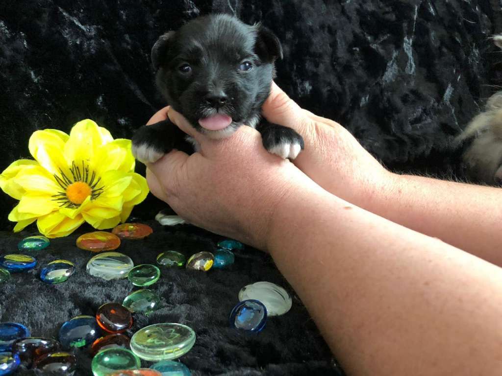 Charuyuschiy Soblazn Ignacius the Great Warrior