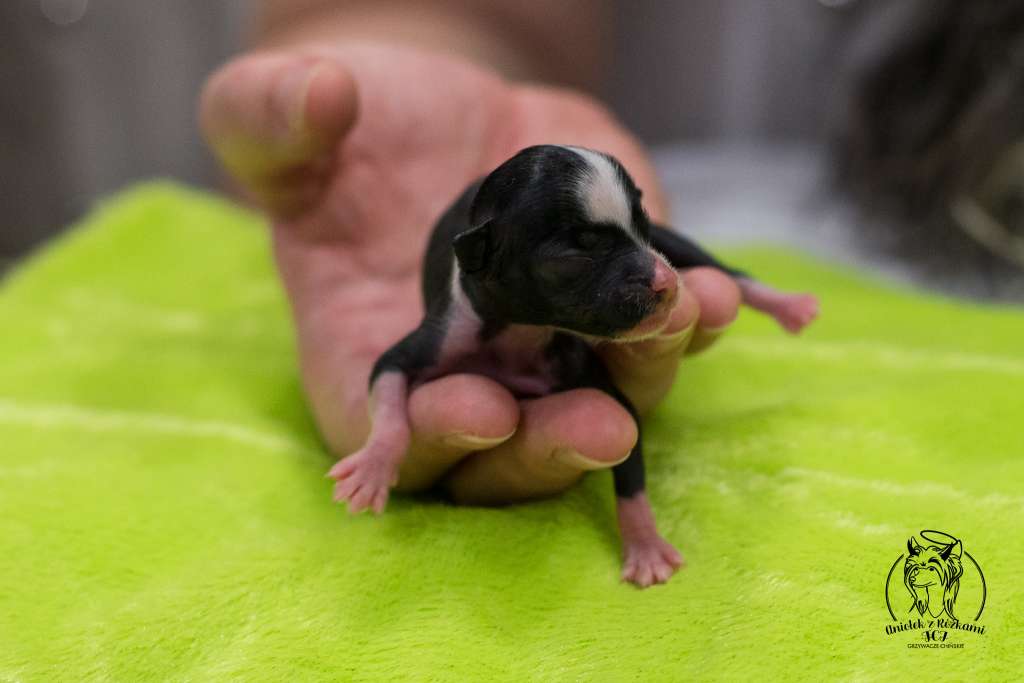 MOLLY Aniolek z Rozkami