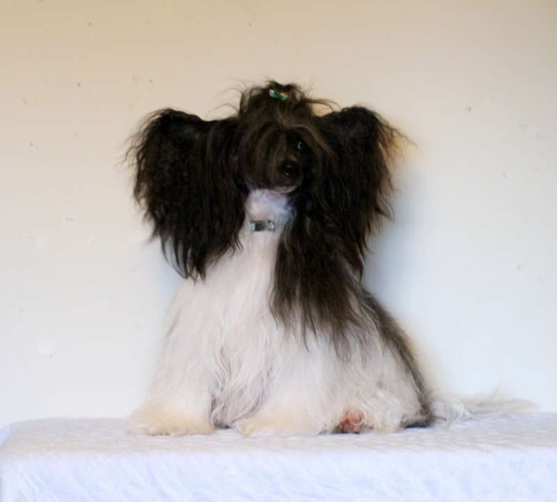 Waggingtail Elegant and Simple