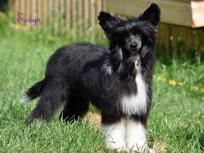 *Black Fairies* Eowyn Kabuki Dreams