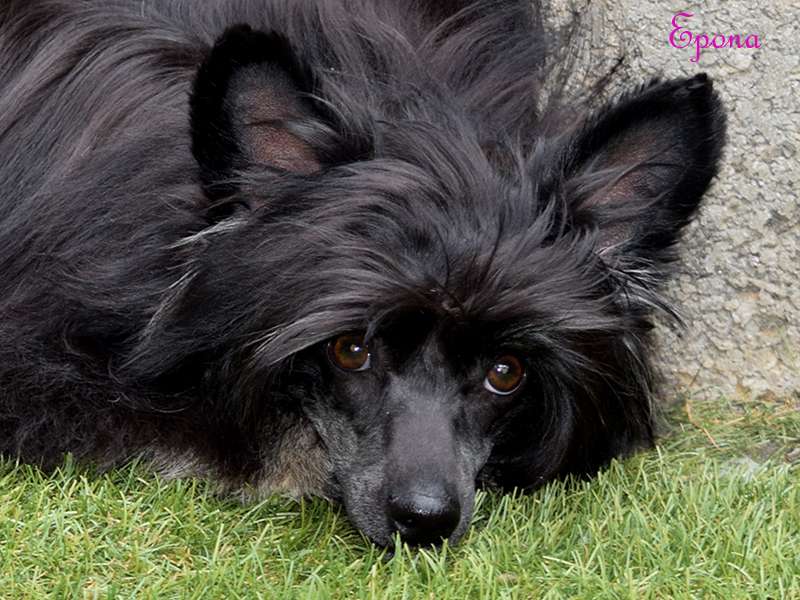 *Black Fairies* Epona Kabuki Dreams