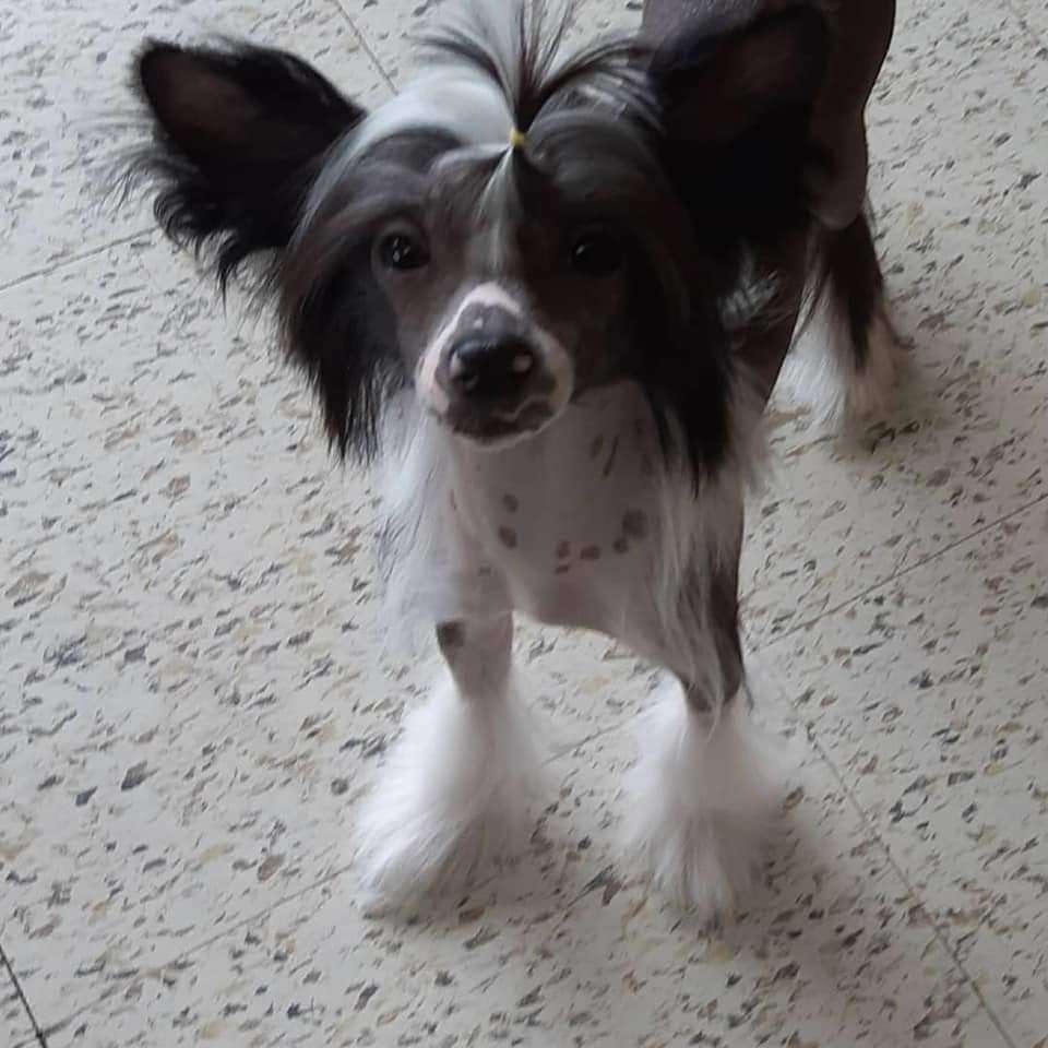 Charkim A Shade Darker