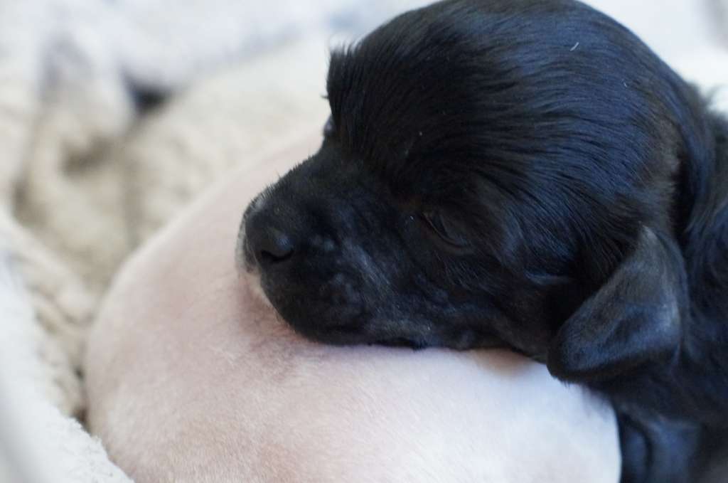 Hottie Tots Go Big Or Go Home Boy