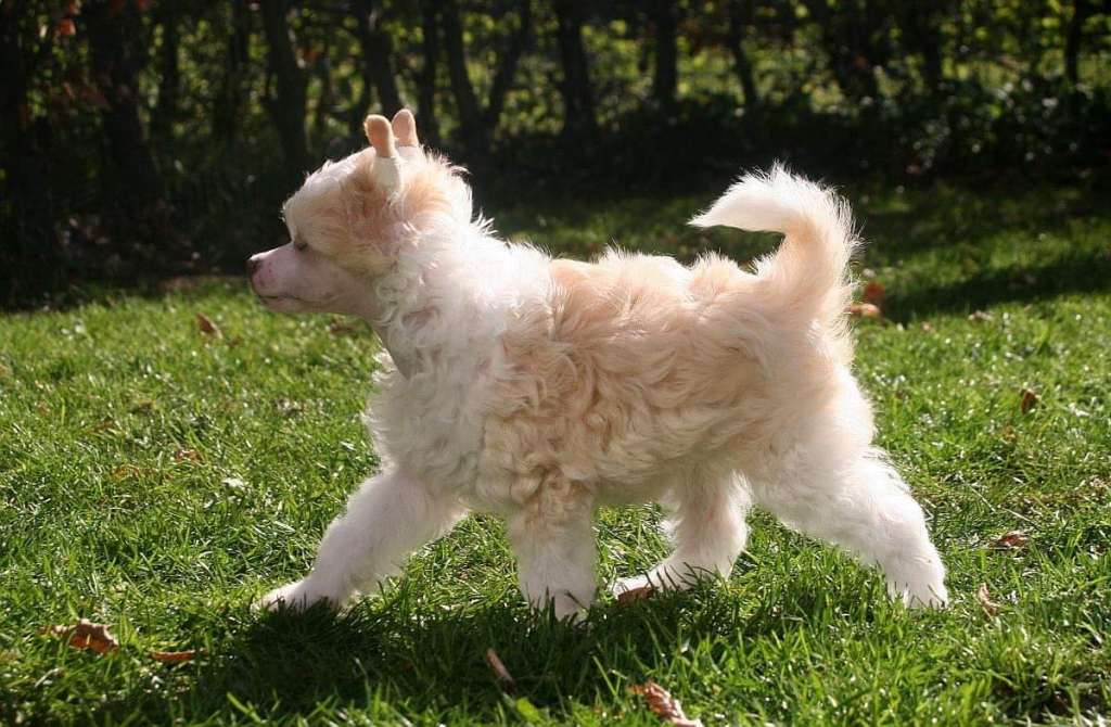 Edcullen's Glade Hero