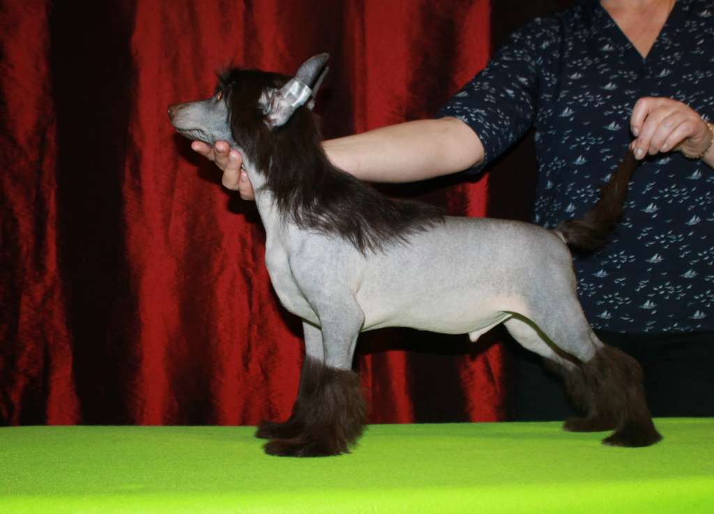 Almaz Udachi Shekspir