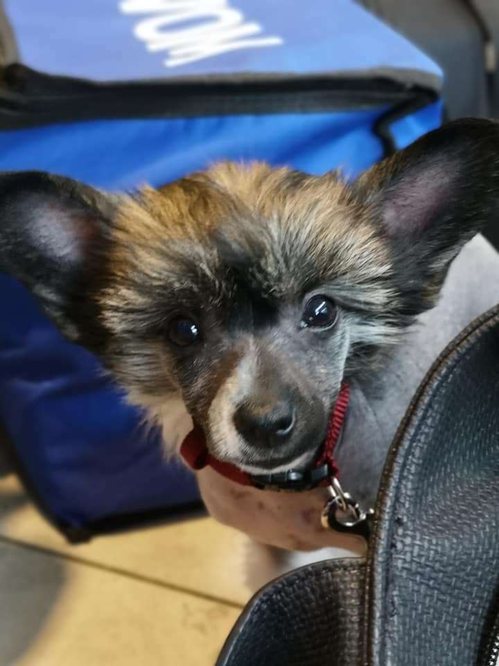 Kalimera's Salted Caramel Brownie