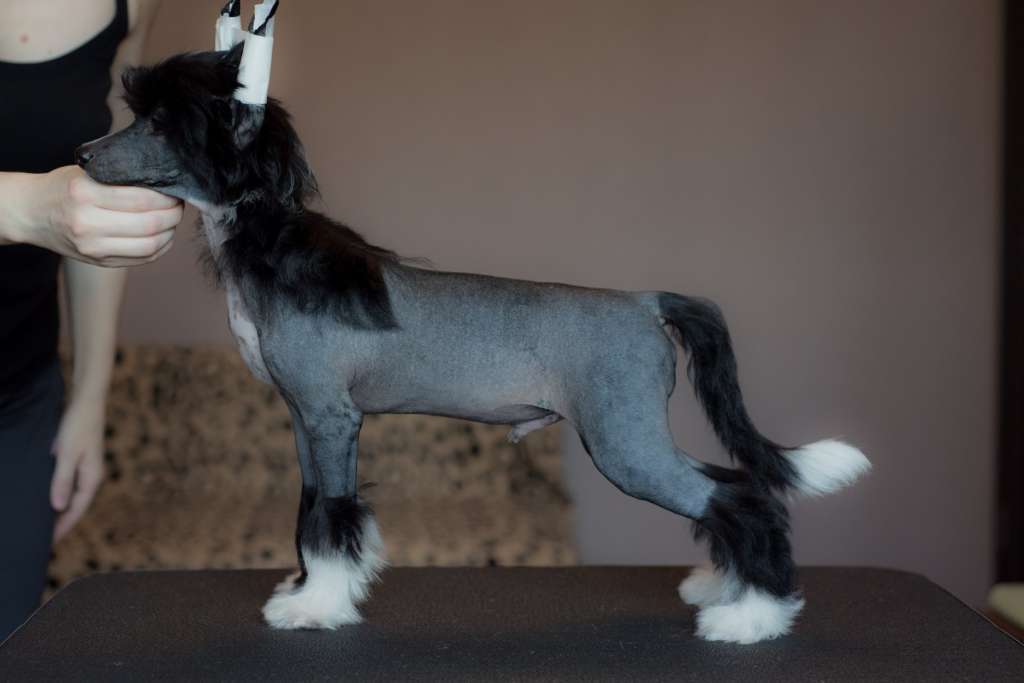 Anna Sky Kennel Ostin