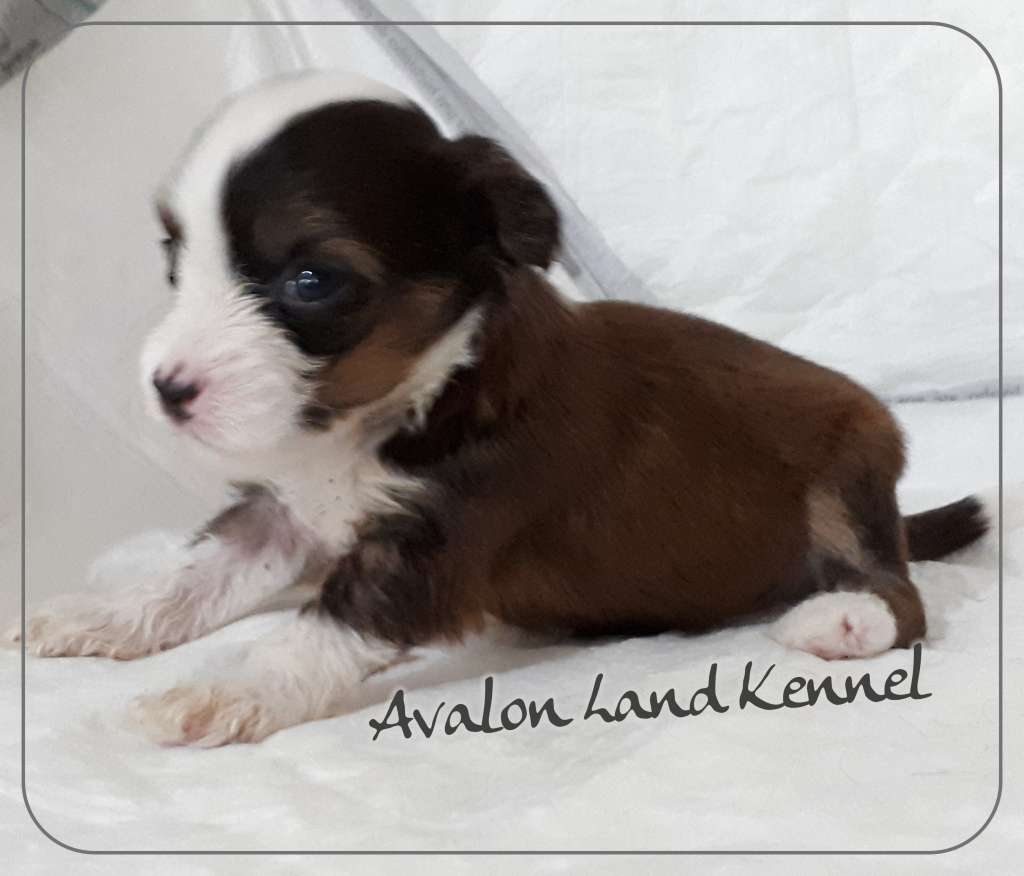 Rafaelle Pp of Avalon Land