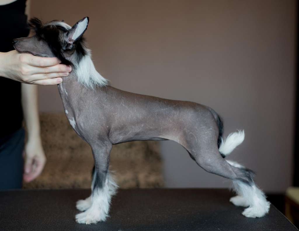 Anna Sky Kennel Olivia De la Rose