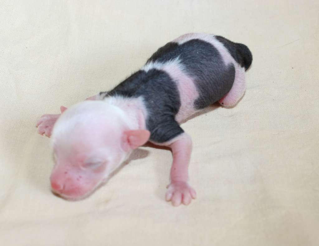 Charuyuschiy Soblazn Karlail royal dynasty