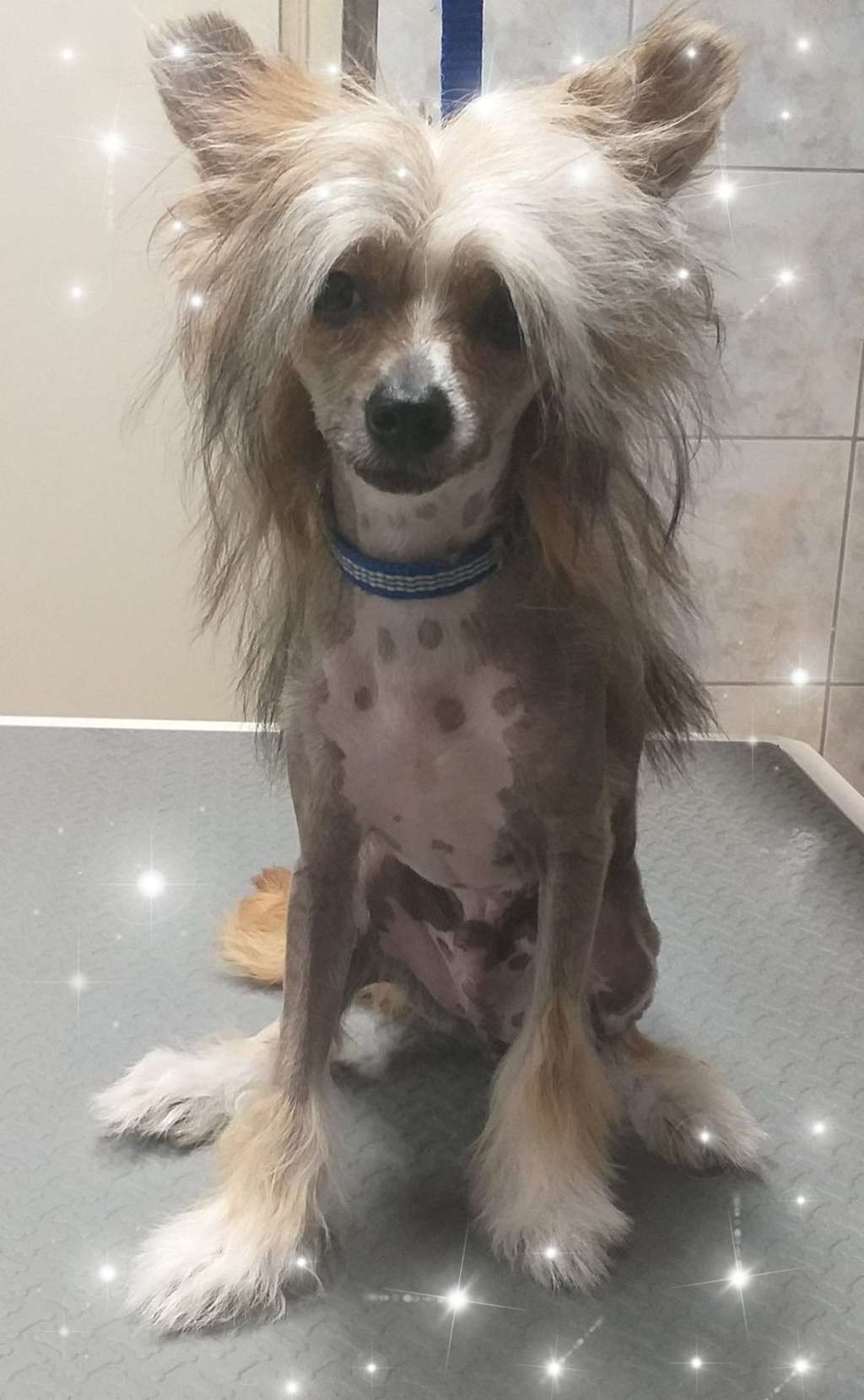 Chicavallo Chupa Chups