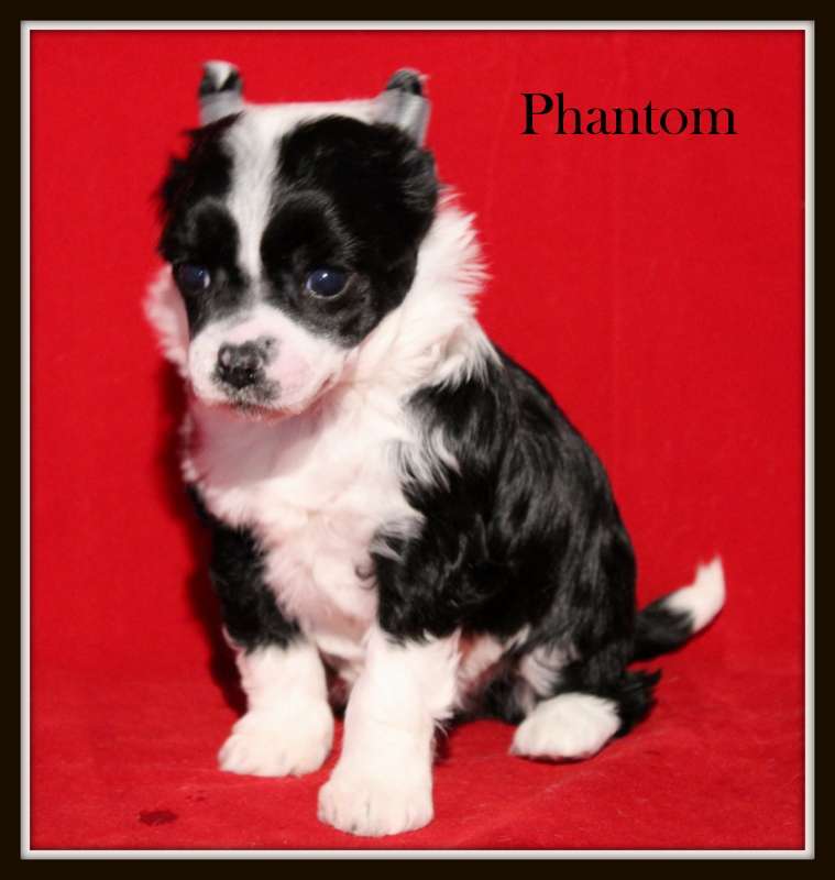 phantom du pavé de varennes