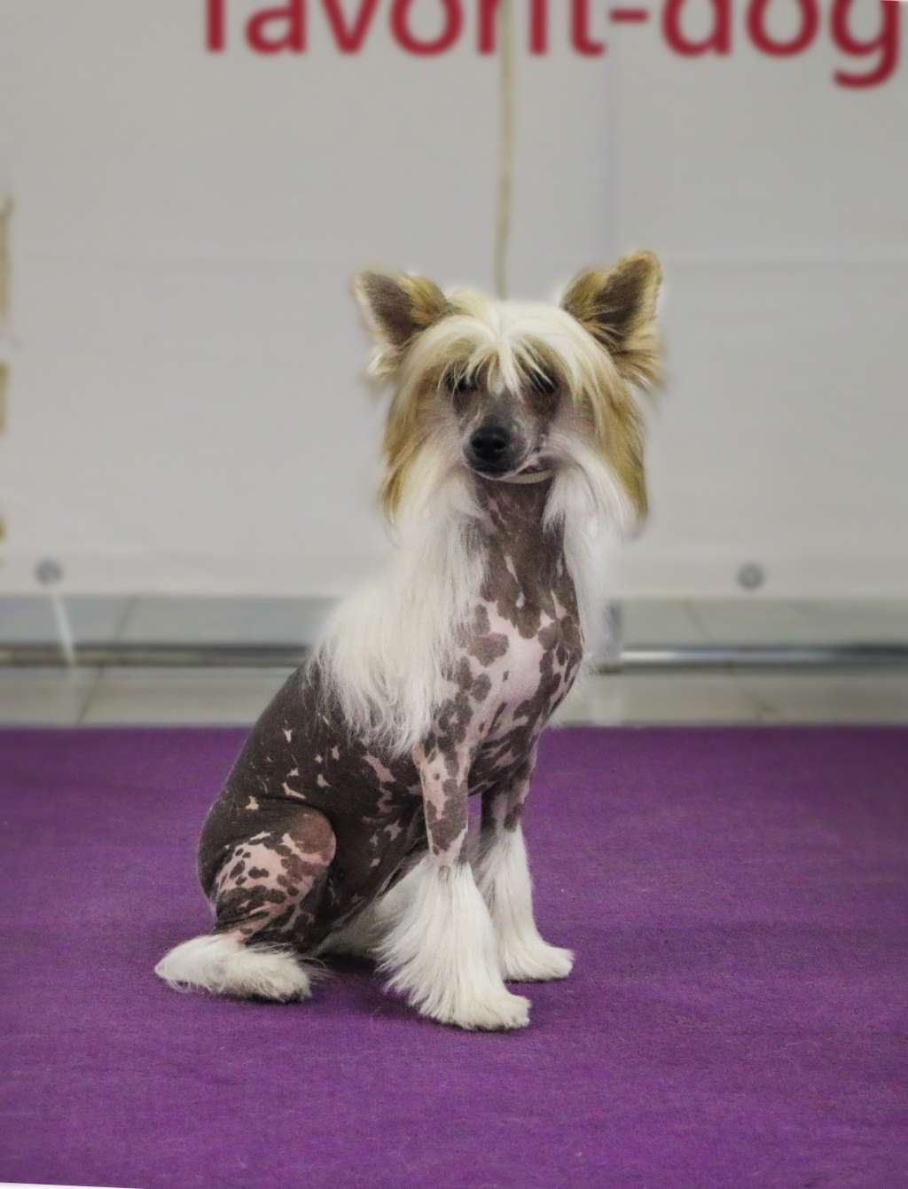 Inari Kin Amaretto Di Verona