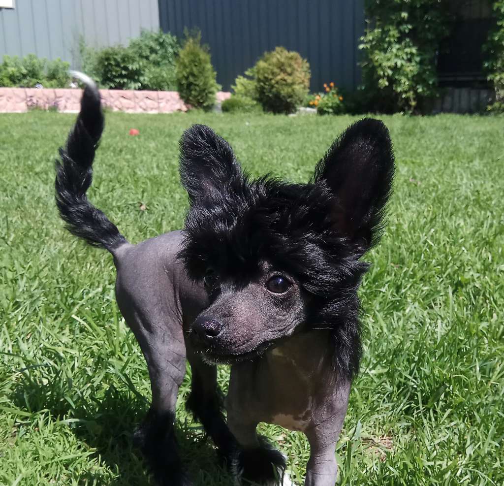 Sharol Shi Djipsi King