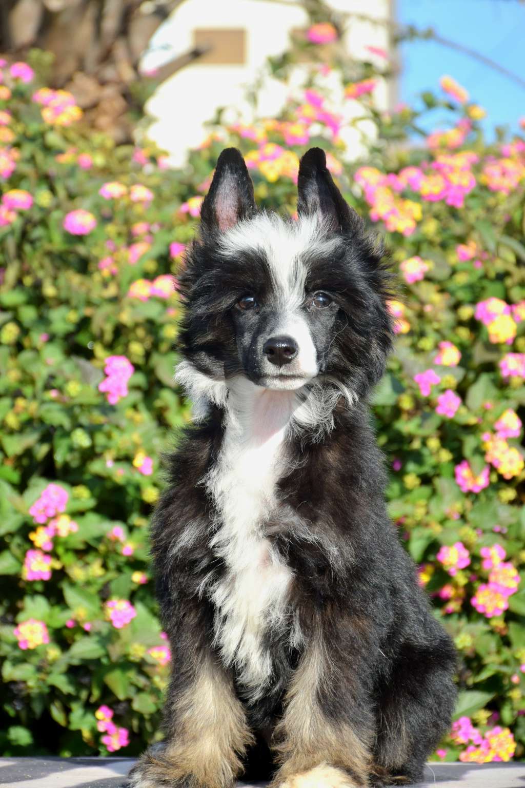 Regulus Black de Lyboriu's Legacy