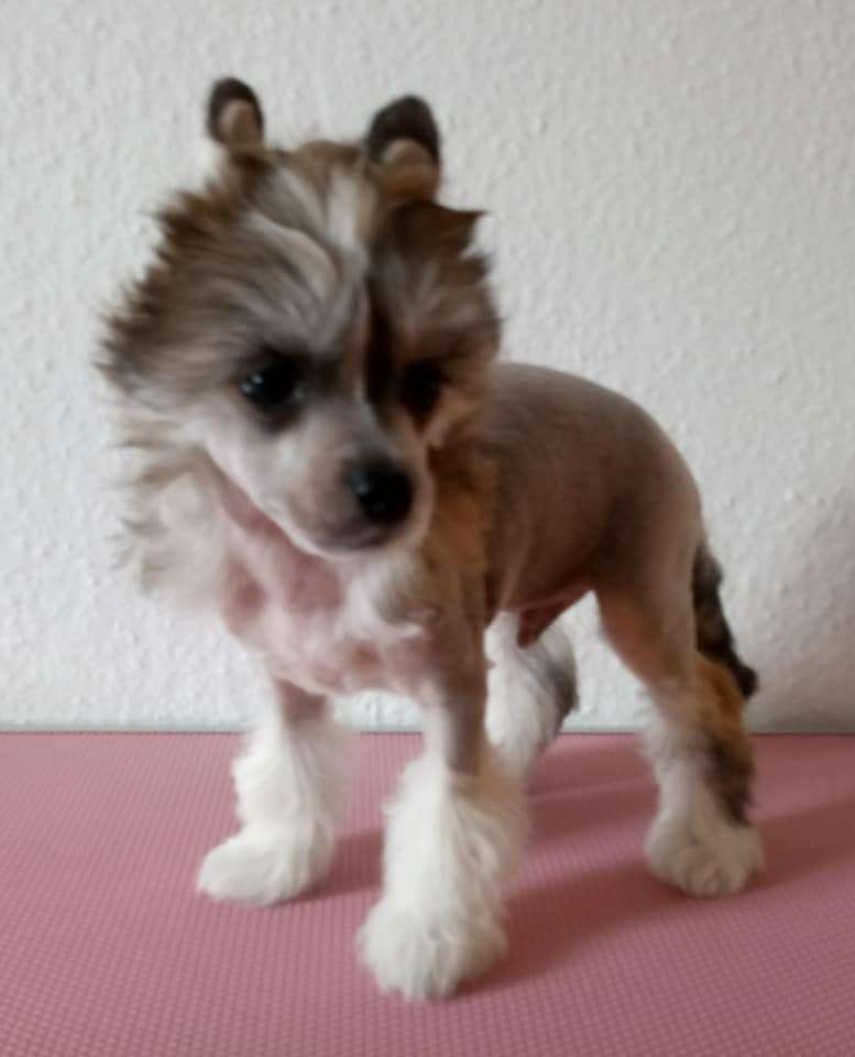 Iron Fighter of Candymoor Castle