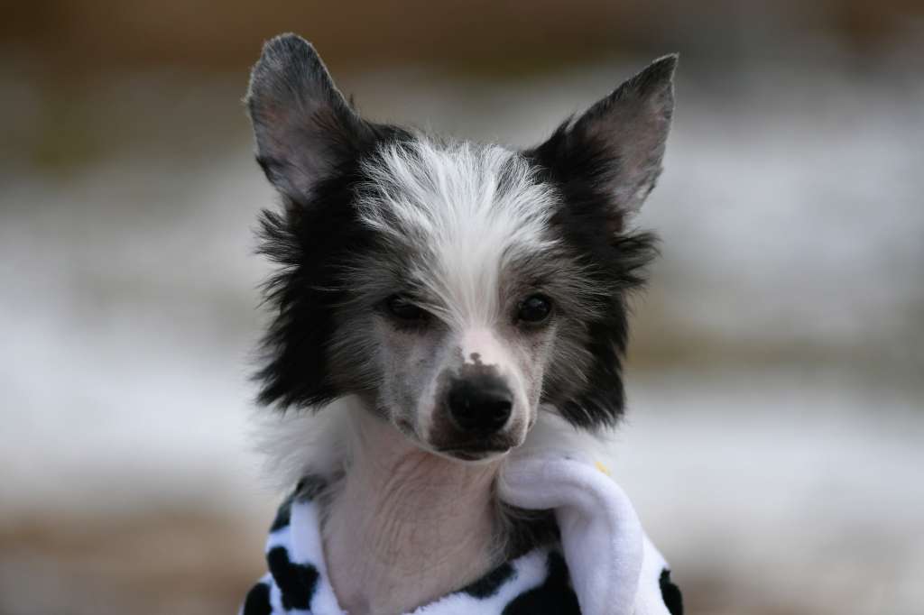 TanTan Winning Smile