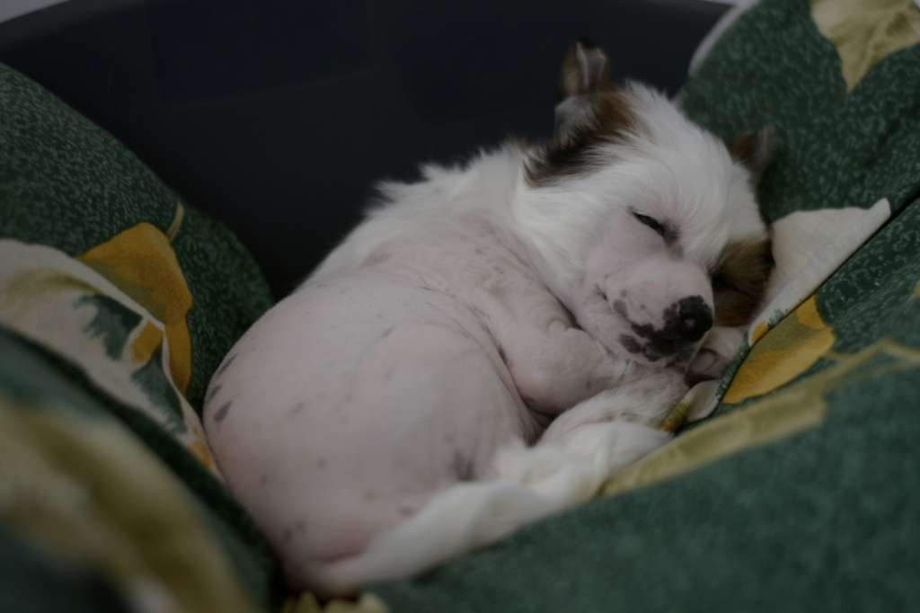 HitLine Ltd Occidental Wind