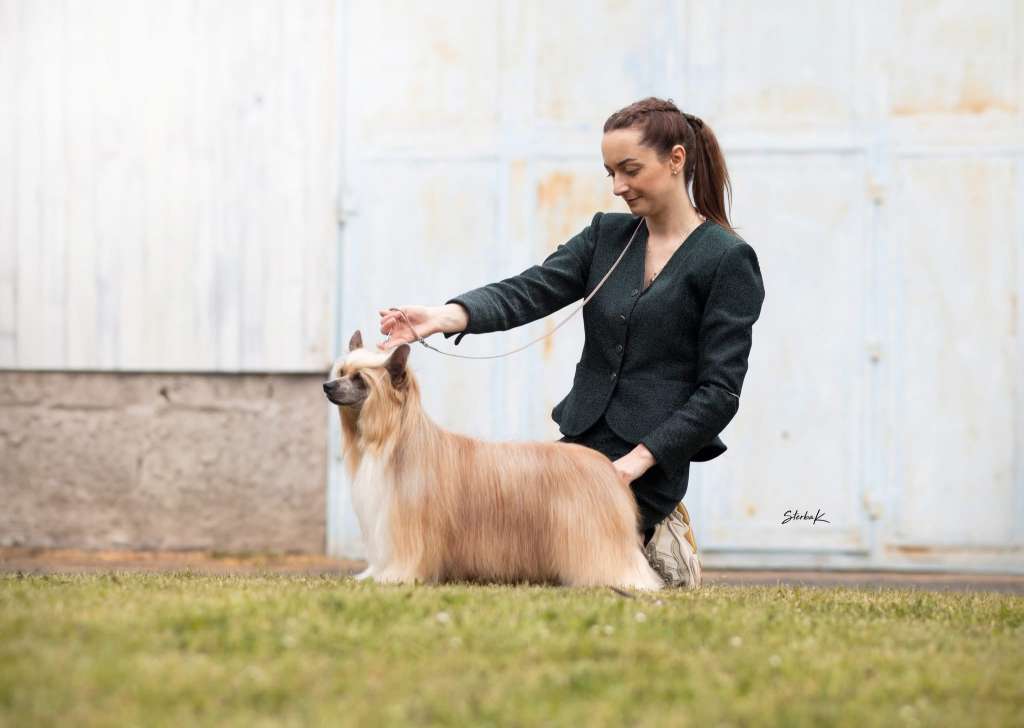 HitLine Ltd Orient Express