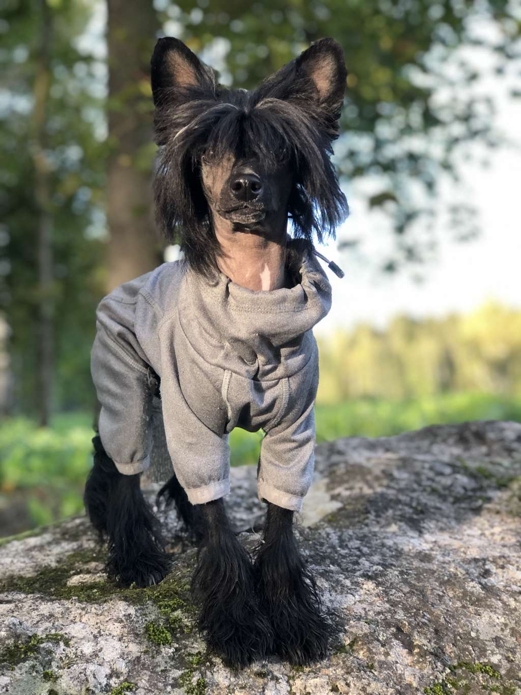 HitLine Ltd Royal Joker