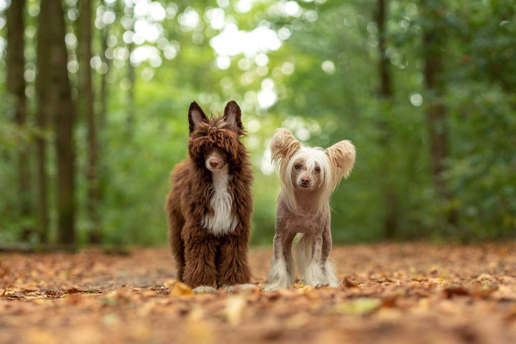 HitLine Ltd Real Bingo