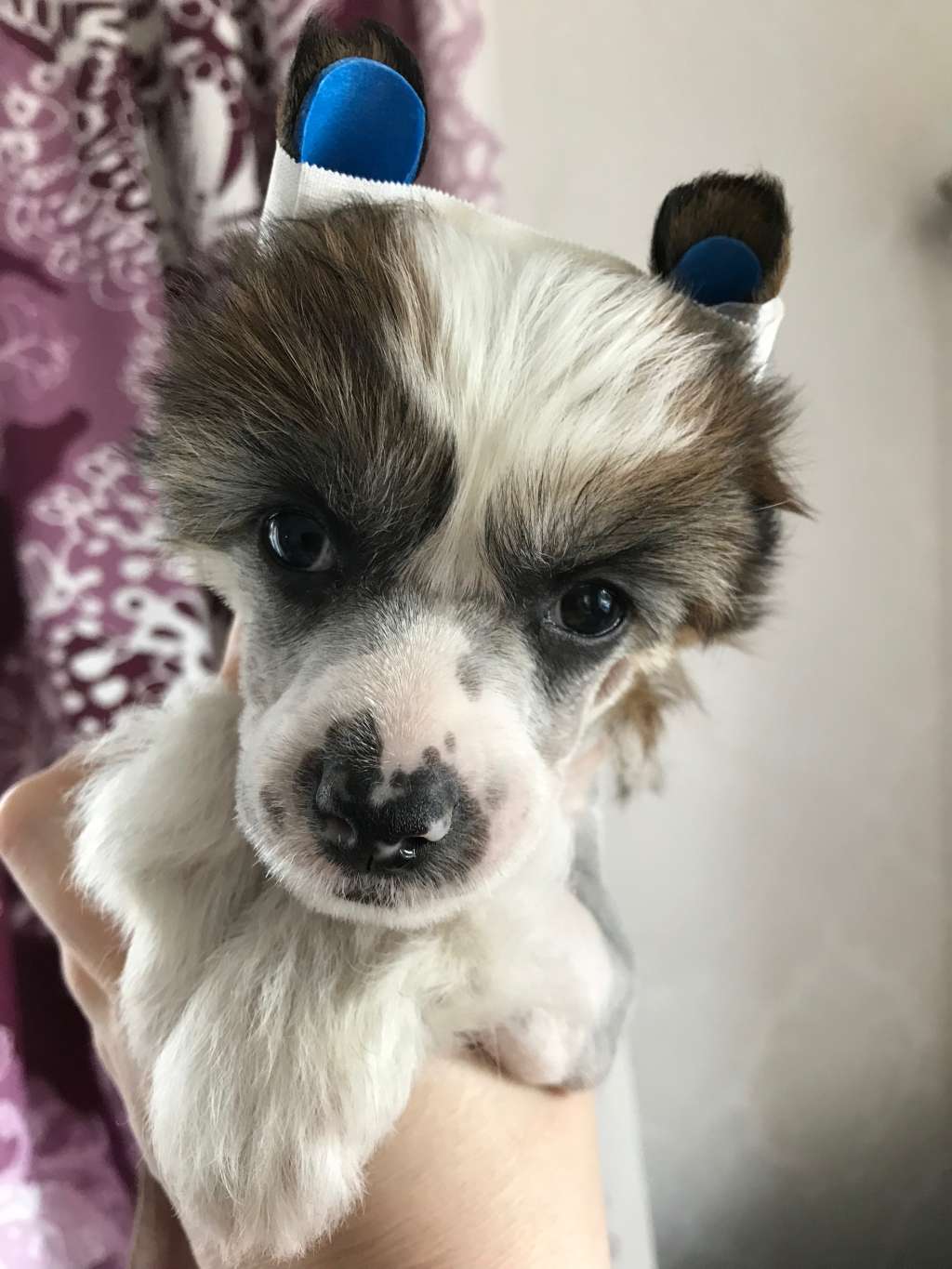 Maybell's Chocolatier