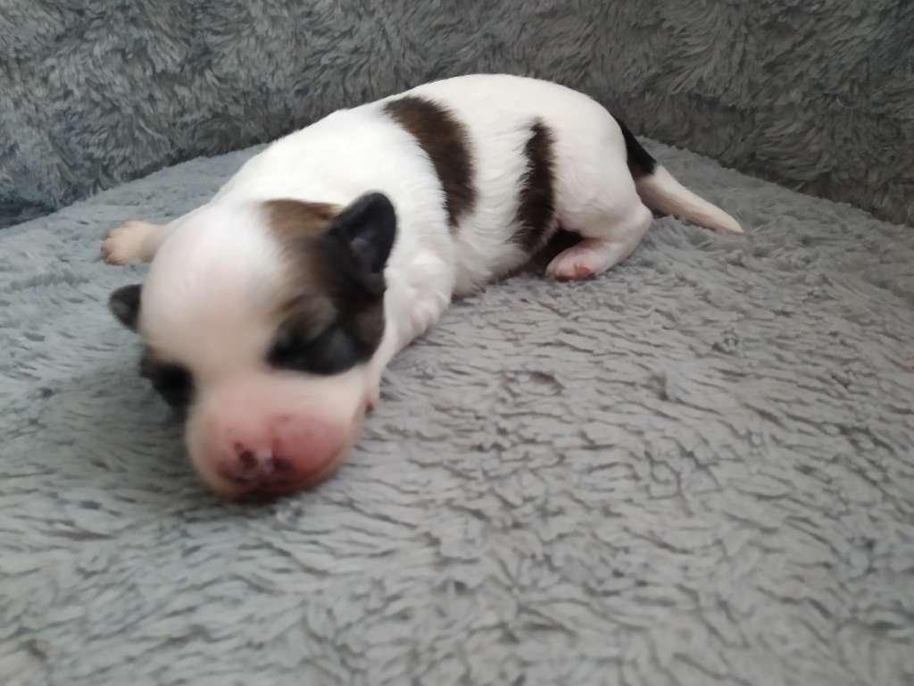 Sebastian   Z Boniki