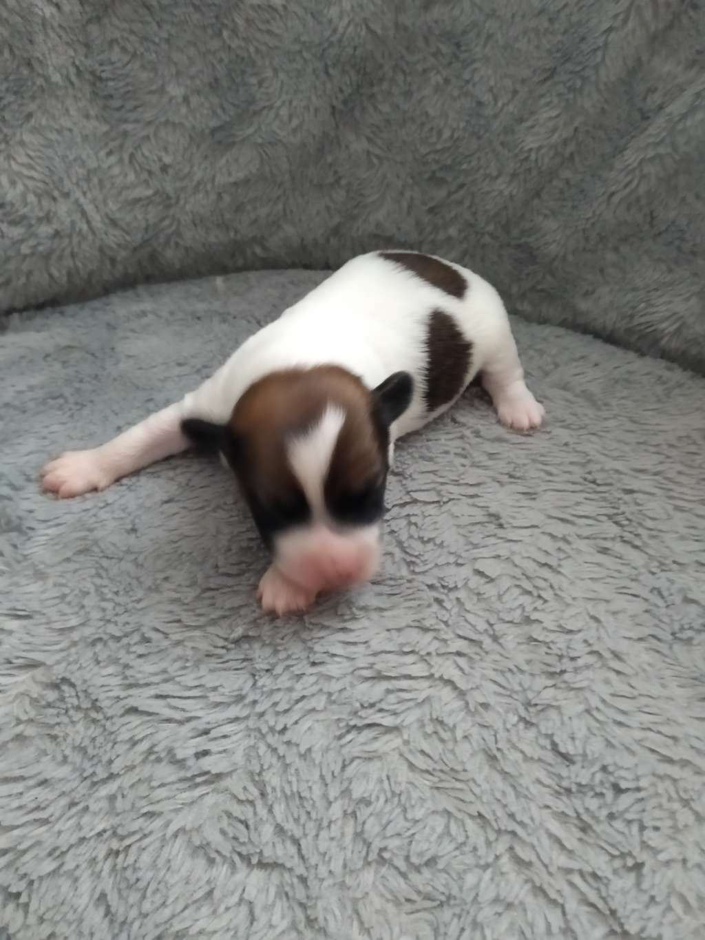 Skywalker   Z Boniki