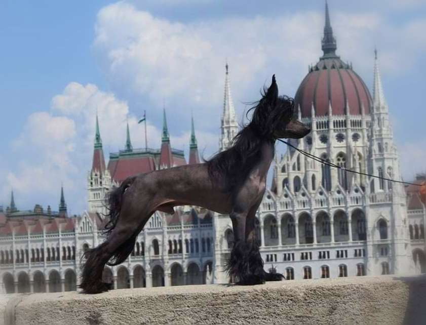 Hershey Winning Smile