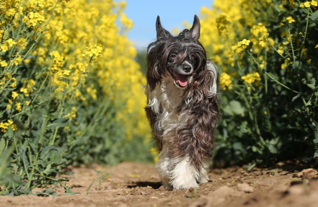 Hubba Bubba Winning Smile