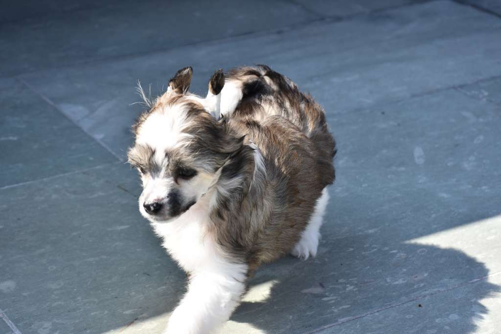 samira of the loving dols