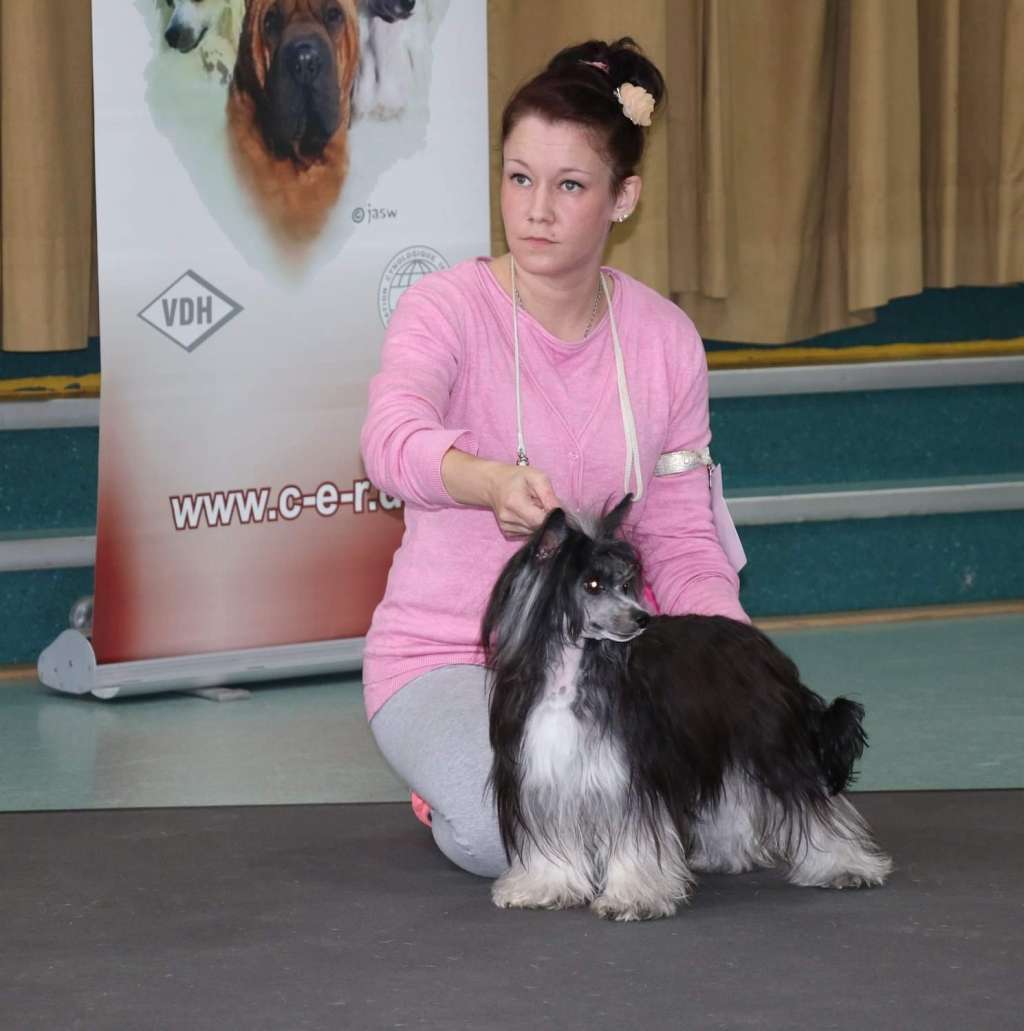 Candy Girl Star of Golden Lily