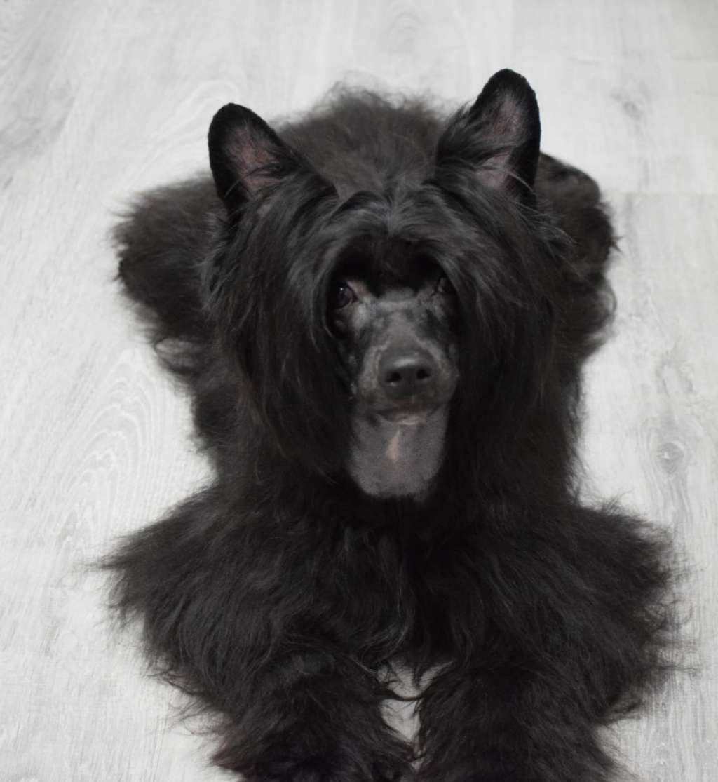 Volcancrest Harrat of Dhamar