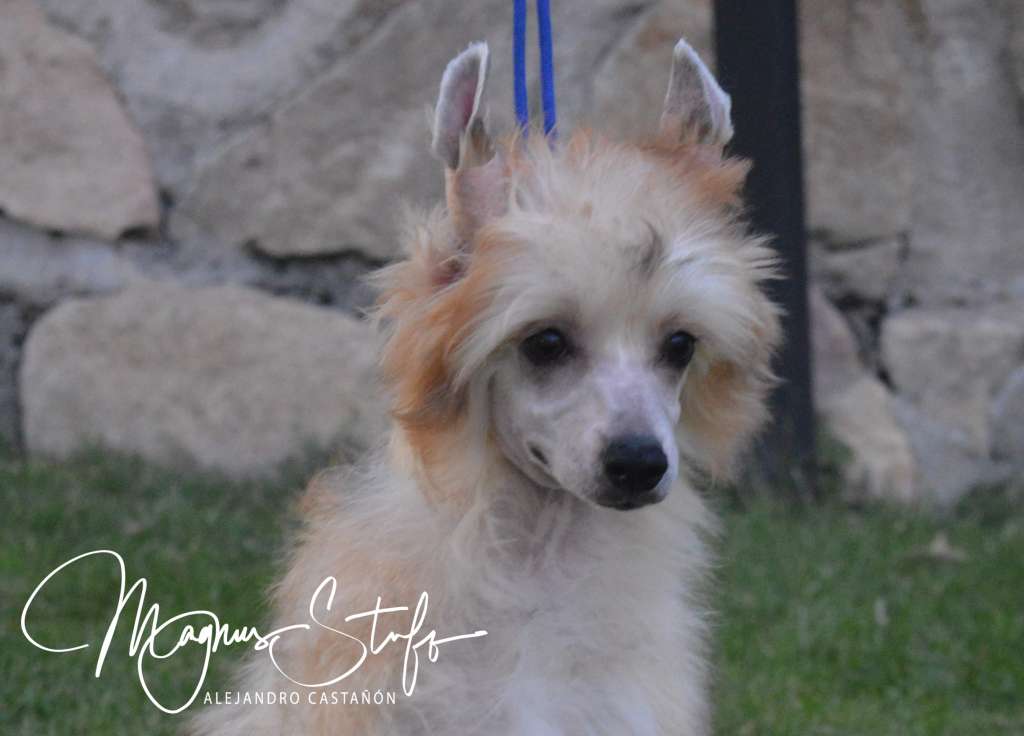 Magnus Staff Bubbles Appetizing