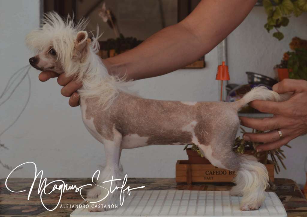 Magnus Staff Babylonian's Gardens