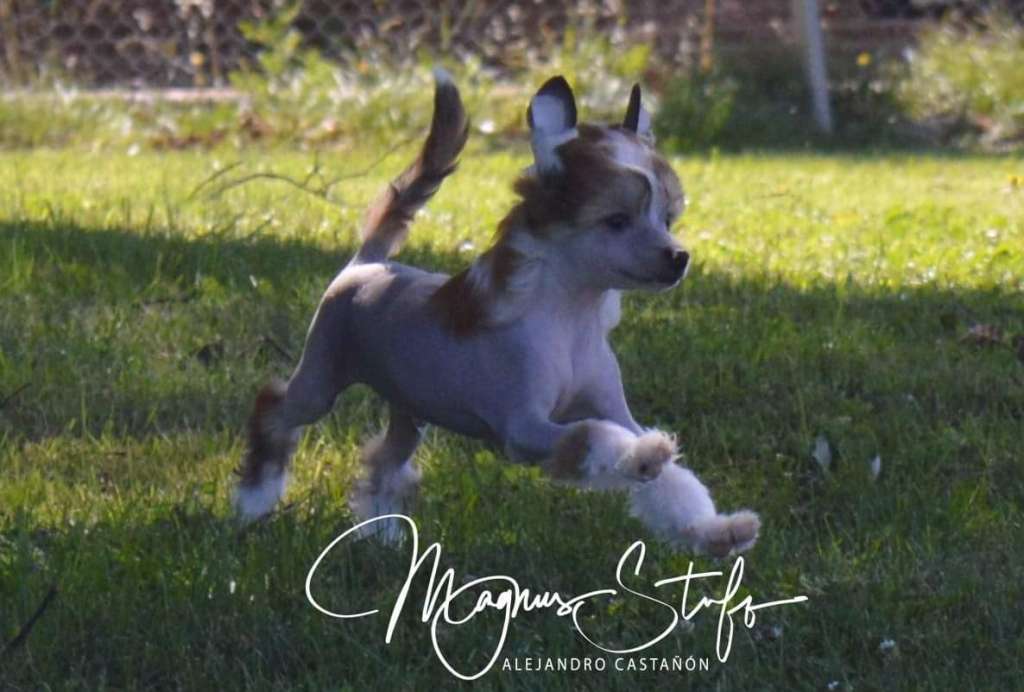 Magnus Staff Benjamin Button